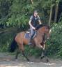 Mare KWPN Dutch Warmblood For sale 2014 Bay