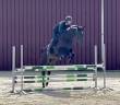 Mare BWP Belgian Warmblood For sale 2018 Bay