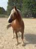 Mare Other Pony Breed For sale 2018 Chesnut