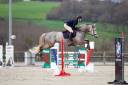 Gelding Selle Fran&ccedil;ais For sale 2015 Roan