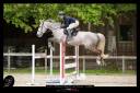 Gelding Selle Fran&ccedil;ais For sale 2015 Roan