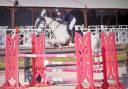 Gelding French Saddle Pony For sale 2014 Grey