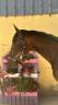 Gelding Selle Fran&ccedil;ais For sale 2023 Dark Bay
