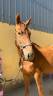 Gelding Selle Fran&ccedil;ais For sale 2023 Liver chestnut