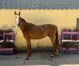 Gelding Selle Fran&ccedil;ais For sale 2023 Chesnut