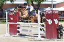 Gelding Connemara For sale 2013 Buckskin