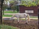 Gelding Connemara For sale 2005 Grey