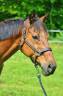Gelding English Thoroughbred For sale 2016 Bay