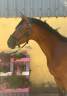 Gelding Selle Fran&ccedil;ais For sale 2023 Bay