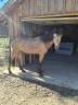 Entire Connemara For sale 2024 Buckskin