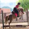 Mare No Origin Recorded For sale 2013 Chesnut
