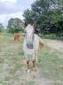 Mare Origin Recorded For sale 2018 Roan
