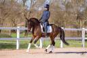 Gelding German Warmblood For sale 2020 Bay