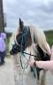 Gelding Other Pony Breed For sale 2023 Coloured