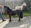 Stallion No Origin Recorded For sale 2015 Black