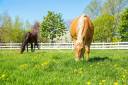 Equestrian property  Eure