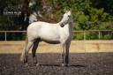 Gelding PRE Pure Spanish Bred For sale 2020 Grey
