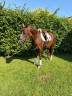 Mare Welsh Pony (Section D), Welsh Cob For sale 2018 Liver chestnut