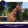 Mare Thoroughbred For sale 2023 Bay