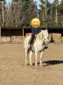 Mare Camargue For sale 2017 White