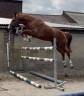 Mare BWP Belgian Warmblood For sale 2023 Chesnut
