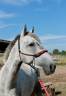 Gelding New Forest For sale 2020 Grey
