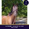 Mare Thoroughbred For sale 2021 Dark Bay