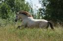 Mare PRE Pure Spanish Bred For sale 2024 Buckskin