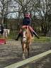 Gelding Welsh Part Bred For sale 2015 Chesnut