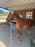 Gelding Welsh Part Bred For sale 2015 Chesnut