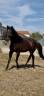 Entire PRE Pure Spanish Bred For sale 2021 Black