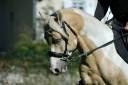 Stallion Other Pony Breed For sale 2020 Coloured