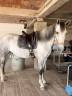 Mare PRE Pure Spanish Bred For sale 2019 Grey