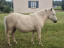 Filly Shetland Pony For sale 2024 Palomino