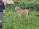 Gelding Connemara For sale 2026 Buckskin