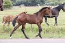 Mare KWPN Dutch Warmblood For sale 2026 Dark Bay