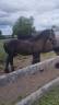 Stallion Friesian For sale 2025 Black