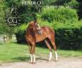 Gelding Hanoverian For sale 2022 Chesnut