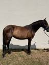 Filly PRE Pure Spanish Bred For sale 2024 Dark Bay