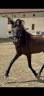 Filly PRE Pure Spanish Bred For sale 2024 Dark Bay