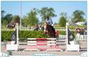 Gelding New Forest For sale 2019 Silver dapple