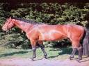 Stallion Selle Fran&ccedil;ais For sale 2016 Bay
