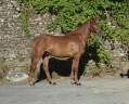 Gelding Selle Fran&ccedil;ais For sale 2022 Chesnut