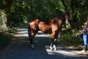 Gelding Selle Fran&ccedil;ais For sale 2021 Bay