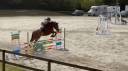 Gelding French Saddle Pony For sale 2021 Bay