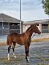 Gelding French Saddle Pony For sale 2021 Bay