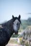 Gelding Connemara For sale 2021 Grey