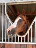 Gelding French Saddle Pony For sale 2022 Liver chestnut