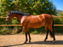 Mare French Saddle Pony For sale 2021 Bay