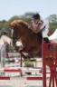 Mare French Saddle Pony For loan 2011 Chesnut